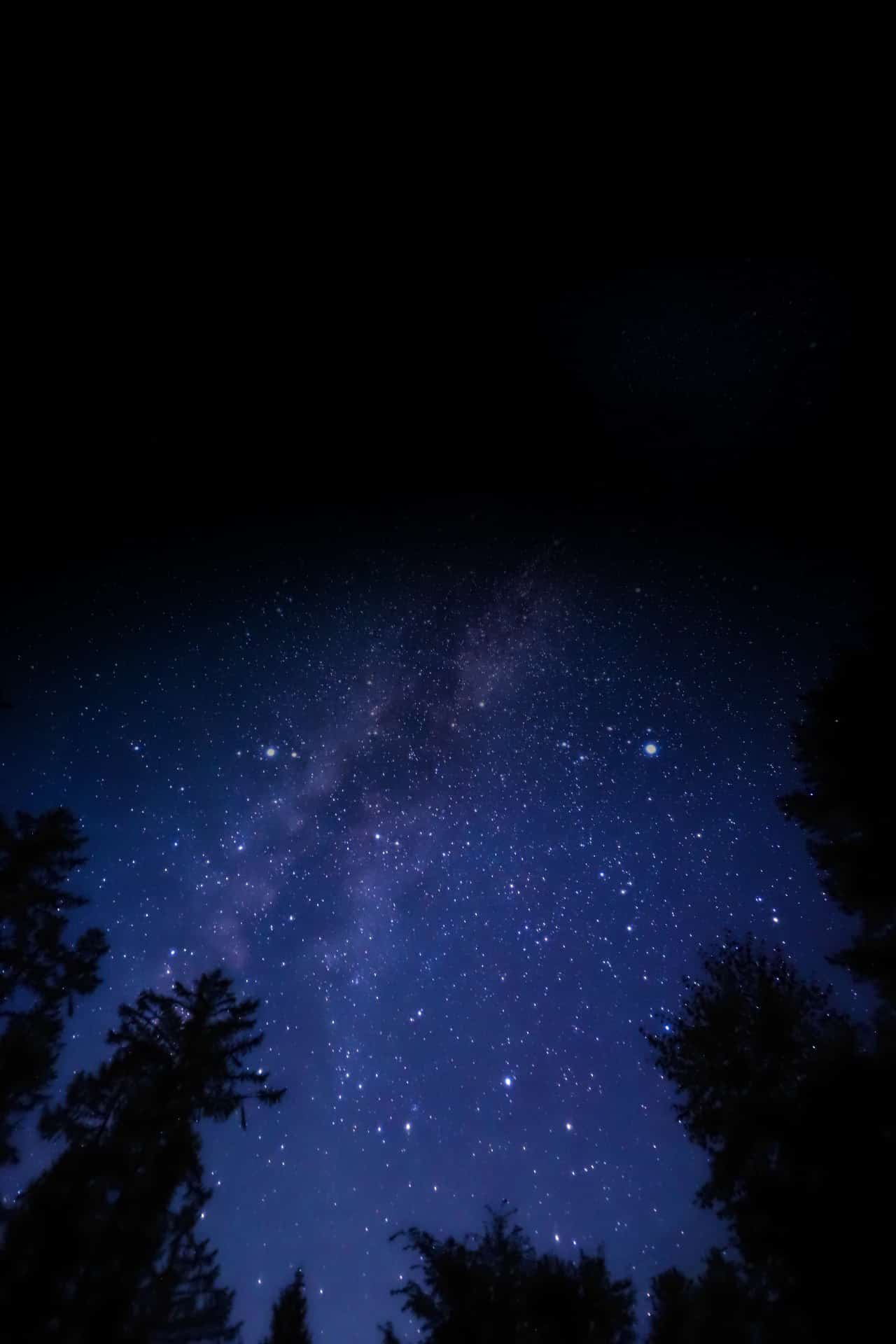 starry night sky with pine tree silhouettes